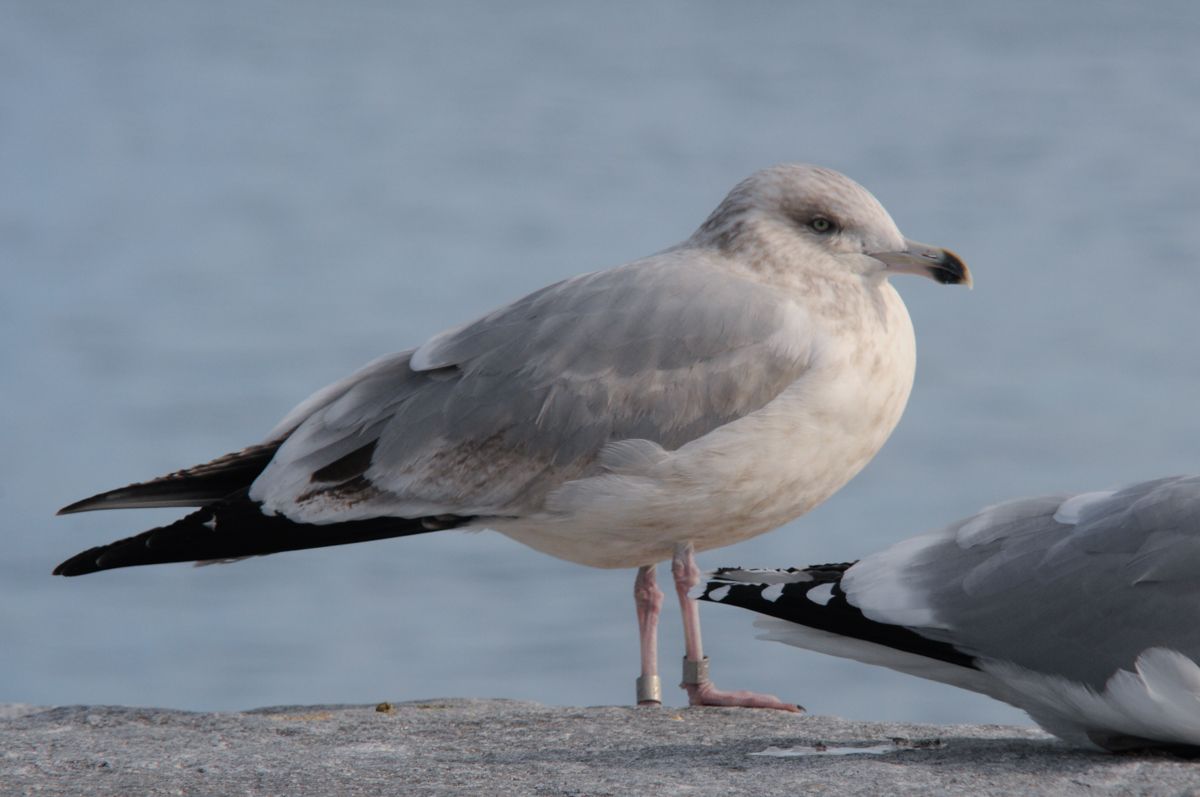 Herring Gull IK, late in its 3rd year