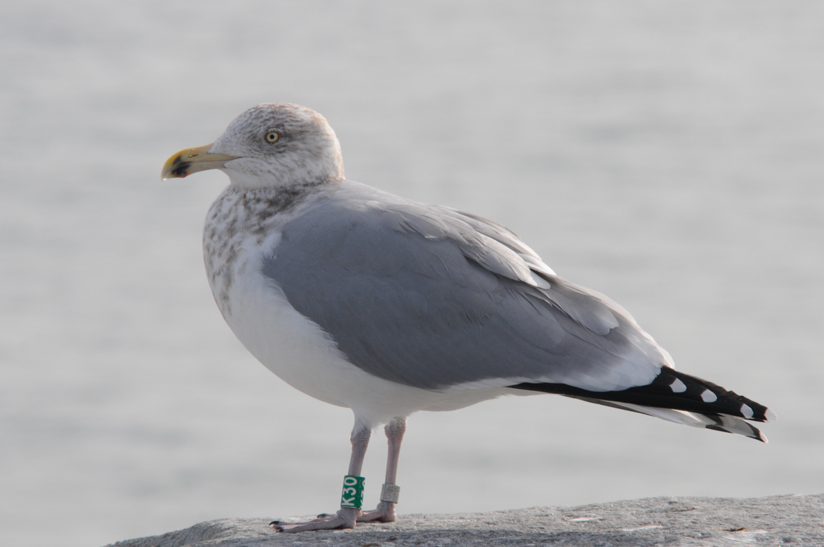 Herring Gull K30, winter adult