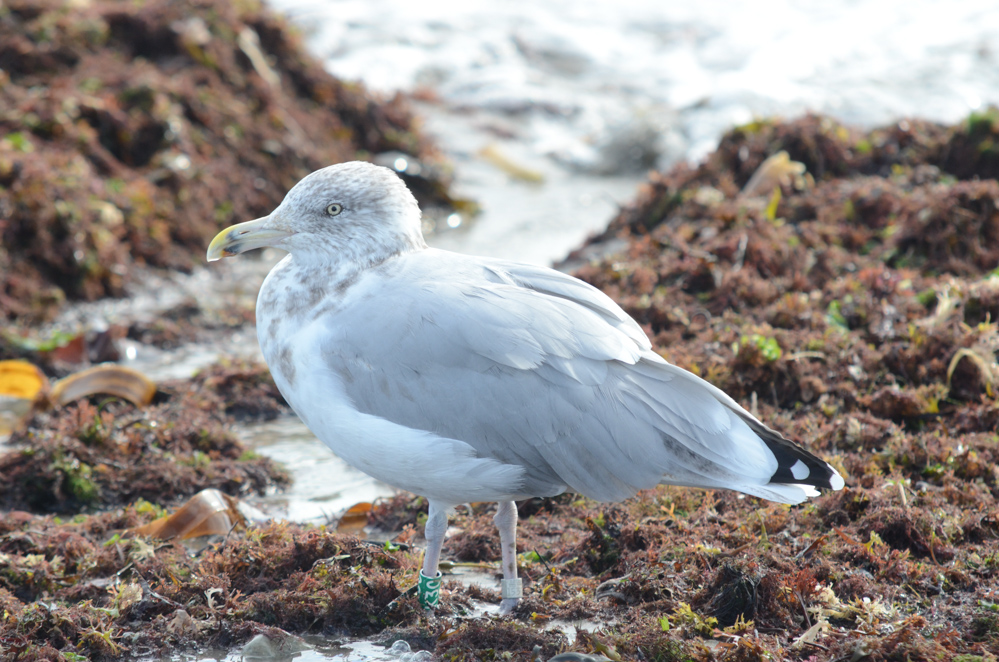 Herring Gull K30 in early 4th cycle