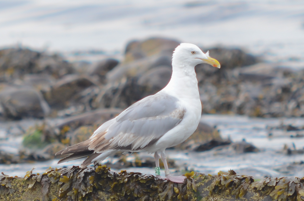 Herring Gull K30, start of 4th cycle