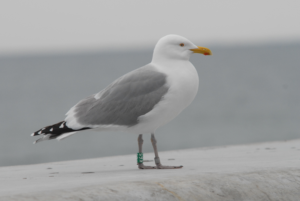 Herring Gull K65 in breeding plumage