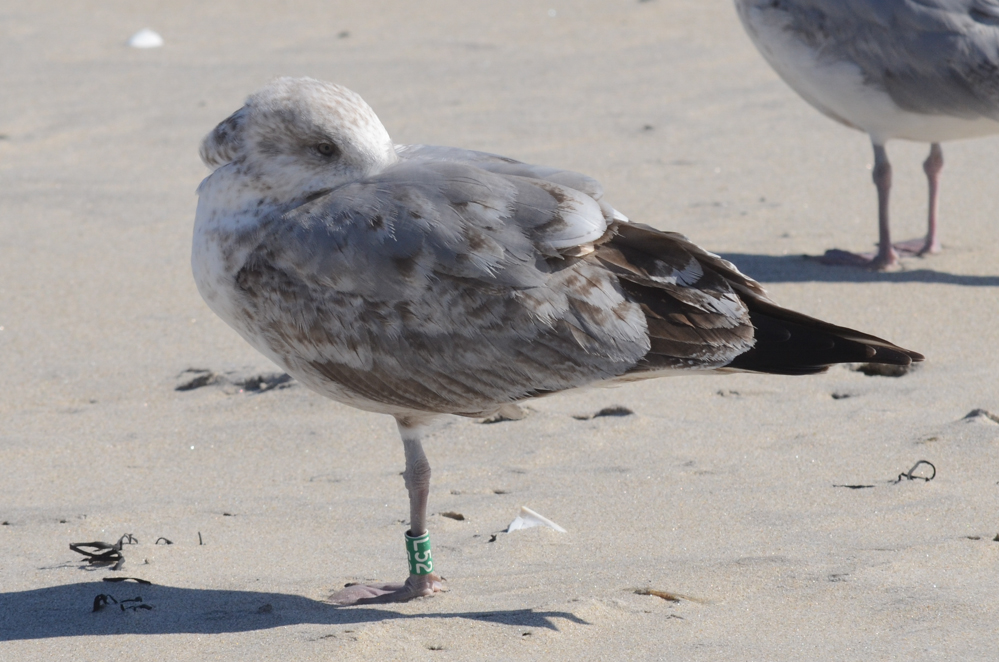 Herring Gull P02, around its 2nd birthday