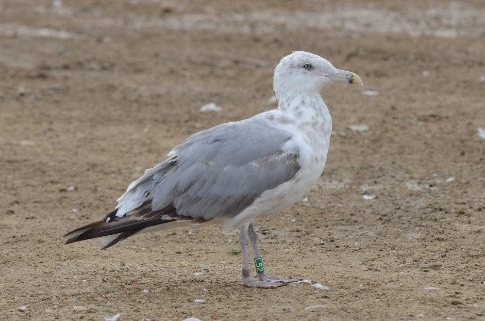 Herring Gull L52, age 2 years 2 months