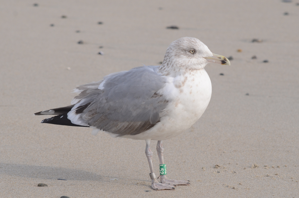 Herring Gull Plumages 2 Years 9 Months Old
