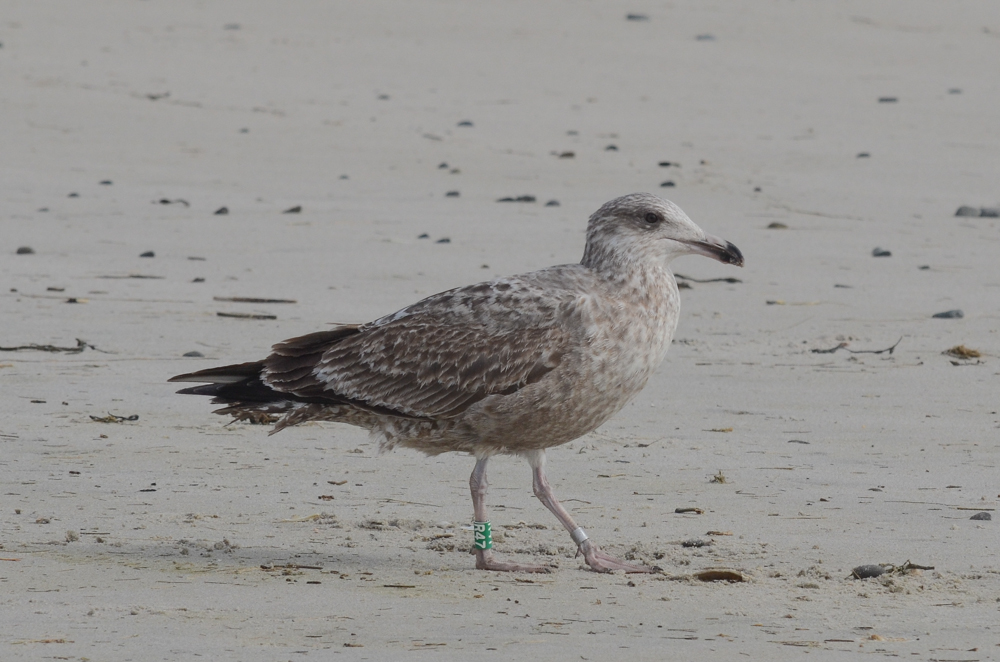 Herring Gull R47 in middle of 1st cycle