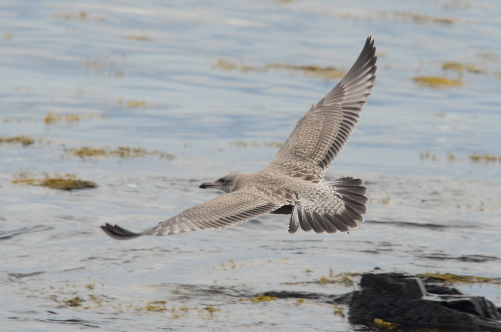 Herring Gull 55C in juvenile plumage