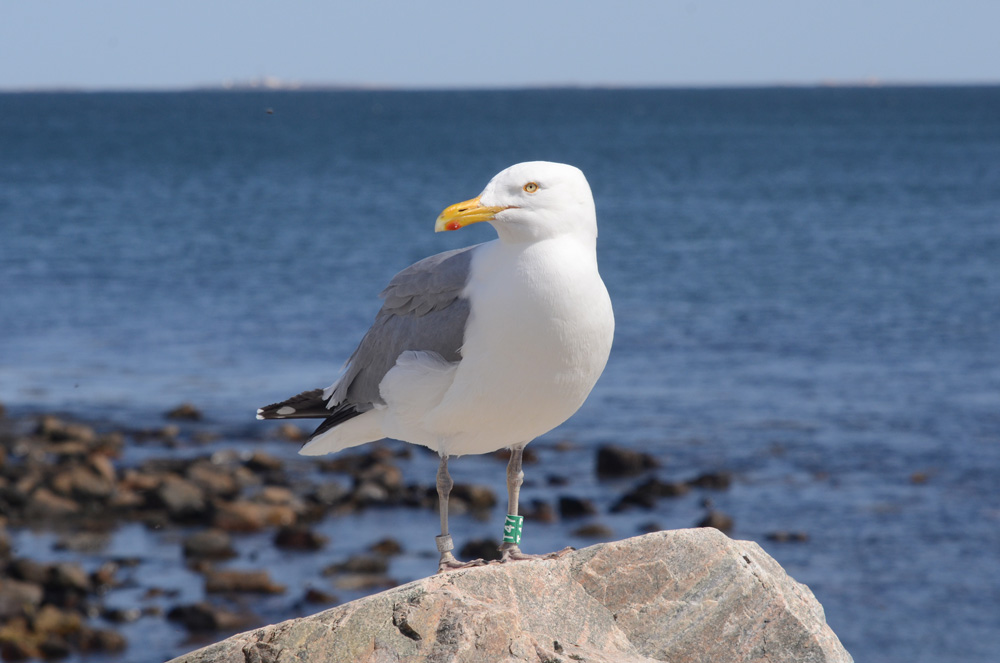 Herring Gull T47 in brilliant breeding plumage