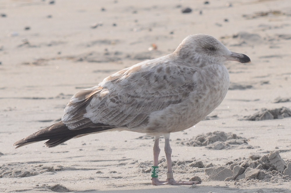 Herring Gull V18,late 2nd year
