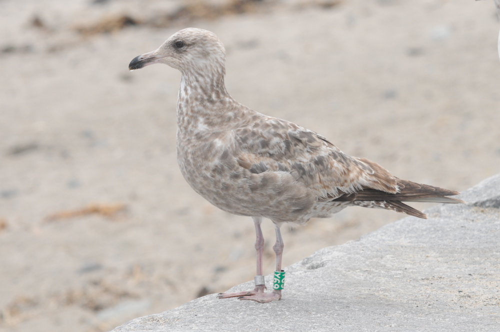 Herring Gull Y69 at the start of 2nd plumage cycle