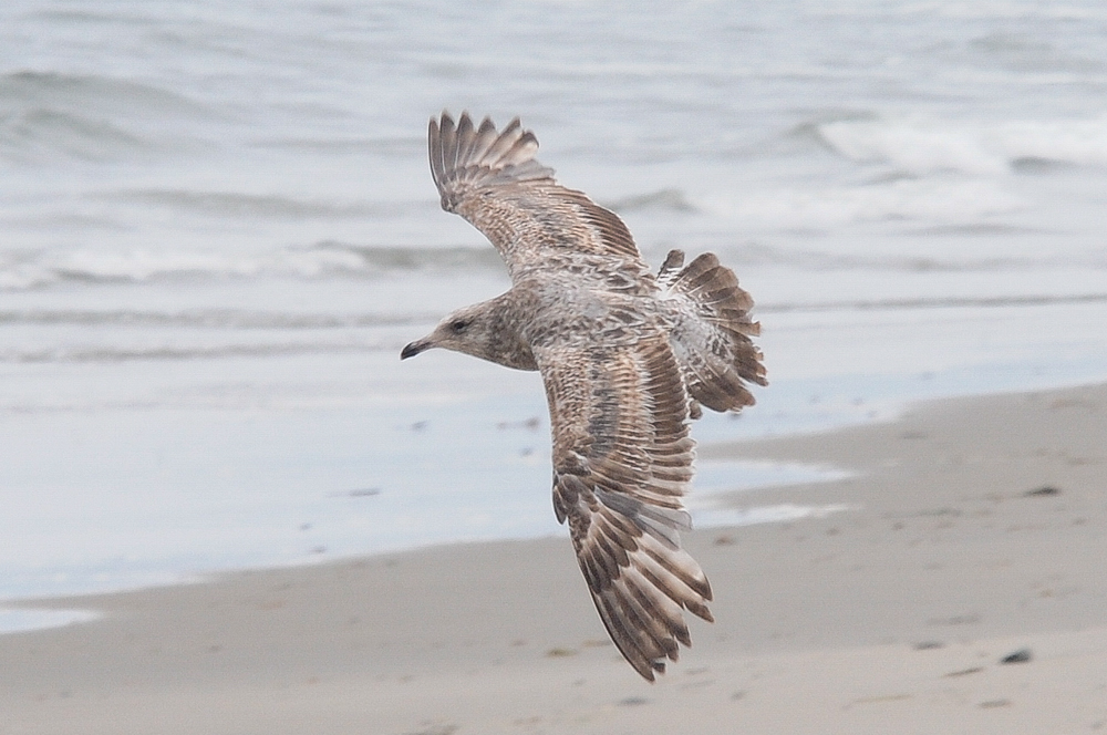 Herring Gull Y69 in flight, showing early-2nd-cycle plumage