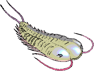 Trilobite