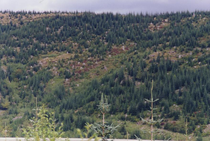 Blasted hillside with tree stumps
