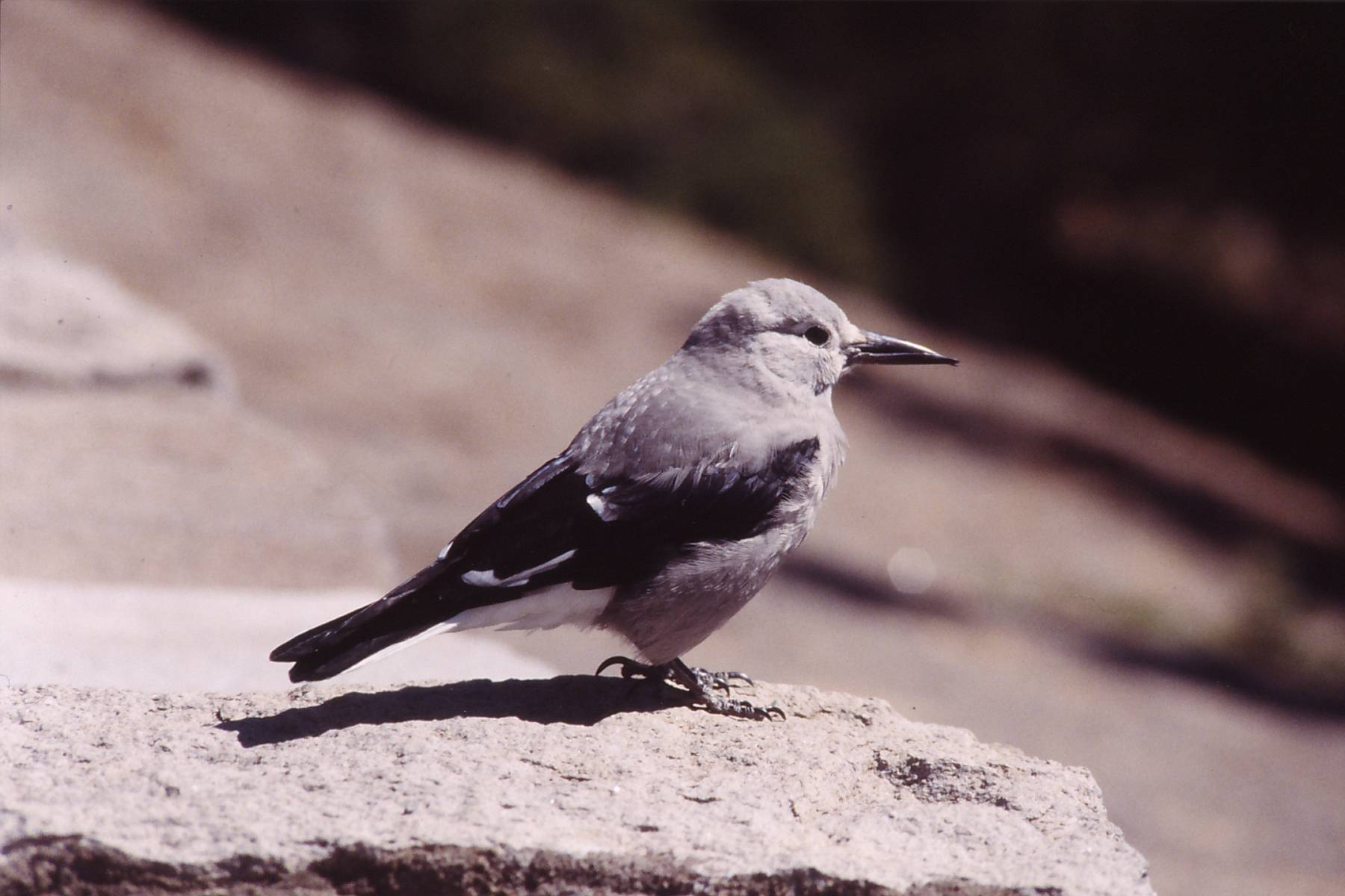 A Clark's Nutcracker