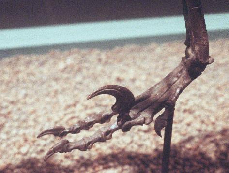 Deinonychus's foot, showing the huge sickle claw