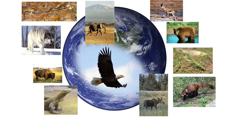 Collage of animals with Earth as background