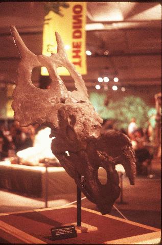 Skull of the bizarre ceratopsid Einiosaurus Einiosaurus skull