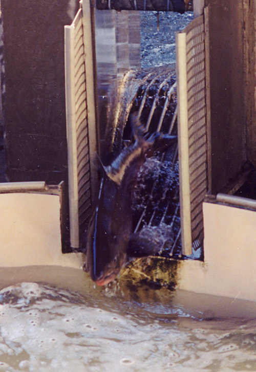 The fish-trap catch basin