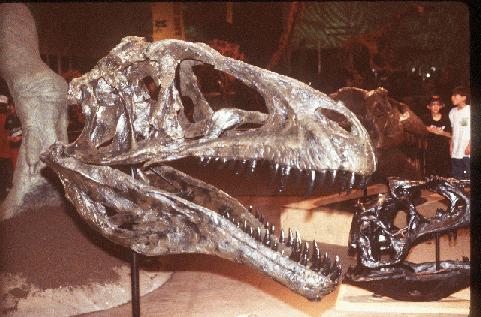 Skull of 'Fran' the Acrocanthosaurus