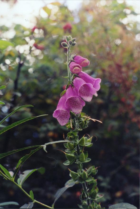 Foxglove in full bloom