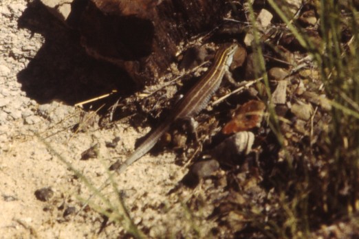 Whiptail Lizard