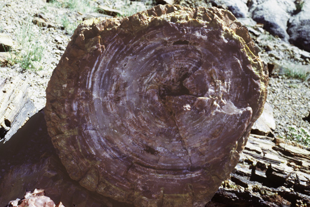 End of a petrified log
