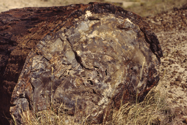 End of a petrified log