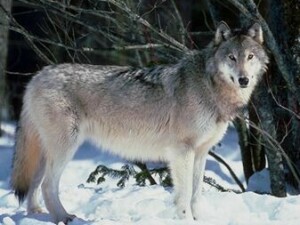 Alert gray wolf