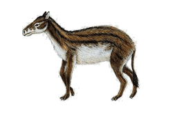 hyracotherium (9K)