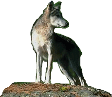 Wolf on rock looking right
