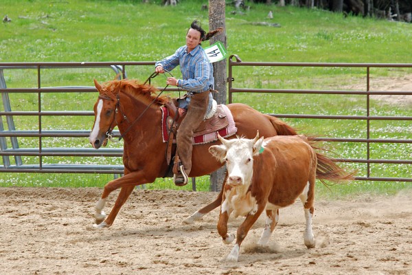 Ranch Horse rider herding a cow