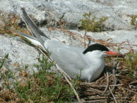 Tern_on_sticks_nest (116K)