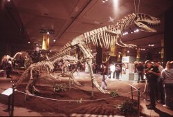 Dinosaur Skeletons