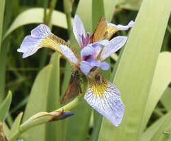 Greater Blue Flag flower