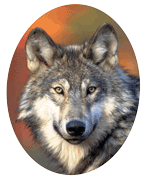 wolf_head_graphic (40K)